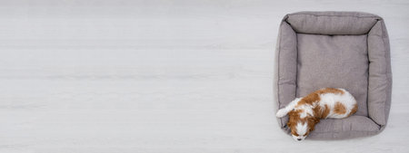 Close up portrait of cute Blenheim King Charles Spaniel dog puppy in a indoor home setting with space for text. Little dog lies on a gray pillow, couch backgroundの写真素材