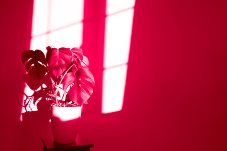 Monstera flower in a white pot on a gray background. The concept of minimalism. Monstera deliciosa...