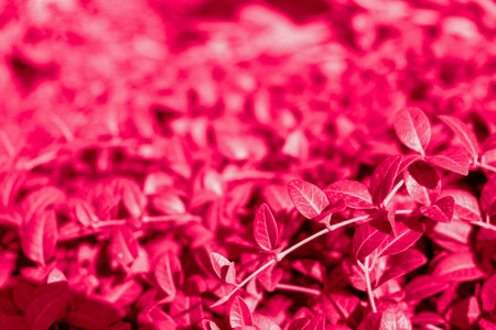 Background from leaves close-up in color Viva magenta floral background. Color of the year 2023の写真素材