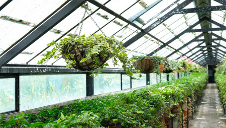 Greenhouse or glasshouse with many flower potted plants, also flower pots hanging from the ceilingの写真素材
