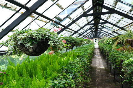 Greenhouse or glasshouse with many flower potted plants, also flower pots hanging from the ceiling