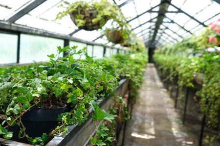 Greenhouse or glasshouse with many flower potted plants, also flower pots hanging from the ceilingの写真素材