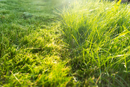 Green juicy grass on the lawn close-up at sunset. The border of the town lawnの写真素材