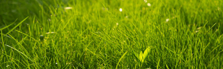 Green juicy grass on the lawn close-up at sunset. The border of the town lawn, Bannerの写真素材