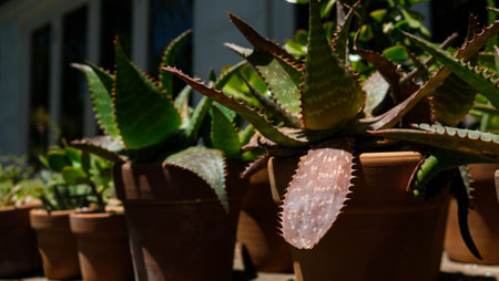 Aloe maculata, Soap Aloe, succulents in terracotta clay pots. Collection of potted plants. Sale of plants, seedlings for homeの写真素材