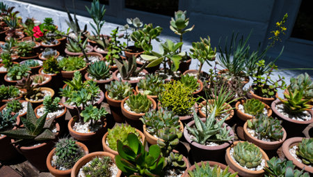 Variety of succulents in terracotta clay pots. Collection of potted plants. Sale of plants, seedlings for homeの写真素材