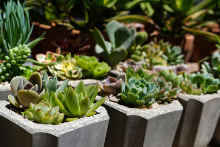 Variety of succulents in concrete pots. Collection of potted plants. Sale of plants, seedlings for homeの写真素材
