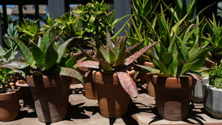 Aloe maculata, Soap Aloe. Variety of succulents in concrete pots. Collection of potted plants. Sale of plants, seedlings for homeの写真素材