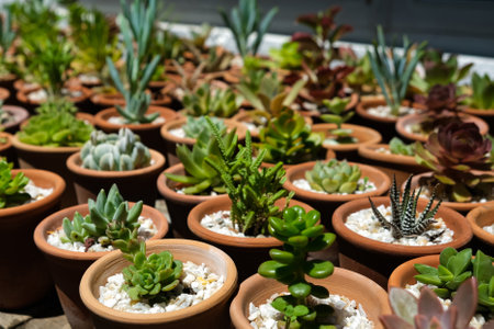 Variety of succulents in terracotta clay pots. Collection of potted plants. Sale of plants, seedlings for homeの写真素材