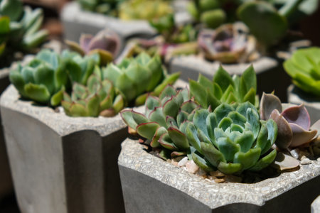 Variety of succulents in concrete pots. Collection of potted plants. Sale of plants, seedlings for homeの写真素材