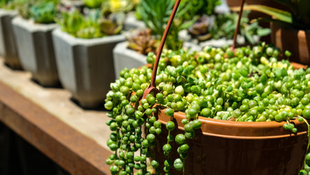 Hanging thread branches of Senecio rowleyanus. Curio, Asteraceae, ampelny plant, groundcover. Collection of potted plants. Sale of plants, seedlings for home. Copy spaceの写真素材