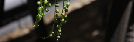 Hanging thread branches of Senecio rowleyanus. Banner. Curio, Asteraceae, ampelny plant, groundcover. Collection of potted plants. Sale of plants, seedlings for home. Copy spaceの写真素材