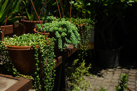 Hanging thread branches of Senecio rowleyanus. Curio, Asteraceae, ampelny plant, groundcover. Collection of potted plants. Sale of plants, seedlings for home. Copy spaceの写真素材