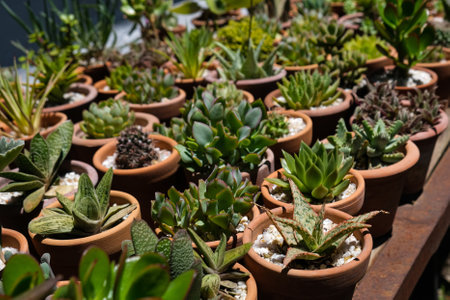 Variety of succulents in terracotta clay pots. Collection of potted plants. Sale of plants, seedlings for homeの写真素材