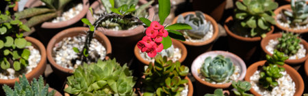 Variety of succulents in terracotta clay pots. Collection of potted plants. Sale of plants, seedlings for homeの写真素材
