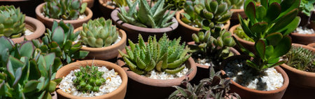 Variety of succulents in terracotta clay pots. Collection of potted plants. Sale of plants, seedlings for home. Bannerの写真素材