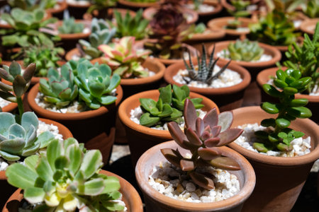Variety of succulents in terracotta clay pots. Collection of potted plants. Sale of plants, seedlings for homeの写真素材