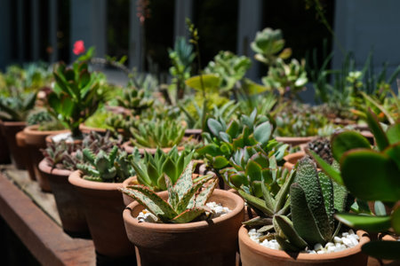 Variety of succulents in terracotta clay pots. Collection of potted plants. Sale of plants, seedlings for homeの写真素材