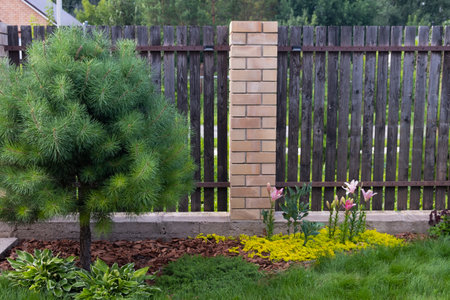 Bark mulching. wooden fence The nivaki pine. a haircutの写真素材