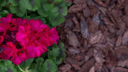 Bright pink geranium, pelargonium flowers Pine or larch bark mulch. Protection of the soil from drying out, weed suppression.の写真素材