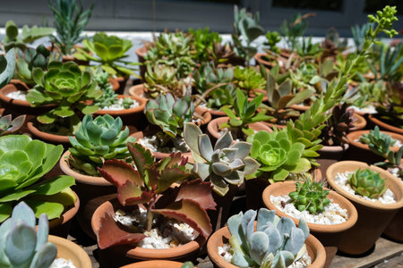 Variety of succulents in terracotta clay pots. Collection of potted plants. Sale of plants, seedlings for homeの写真素材