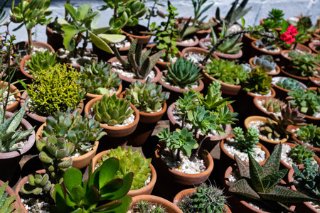 Variety of succulents in terracotta clay pots. Collection of potted plants. Sale of plants,...