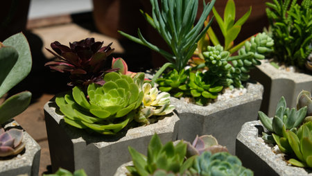 Variety of succulents in concrete pots. Collection of potted plants. Sale of plants, seedlings for homeの写真素材