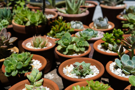Variety of succulents in terracotta clay pots. Collection of potted plants. Sale of plants, seedlings for homeの写真素材