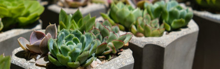 Succulent plants in pots at the flower market, stock photoの写真素材