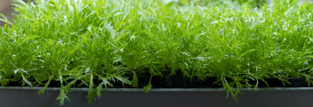 green leaves of lettuce grown on a microfarm using the agroponic methodの写真素材