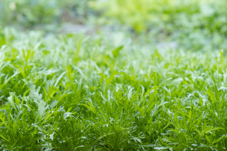 green leaves of lettuce grown on a microfarm using the agroponic method