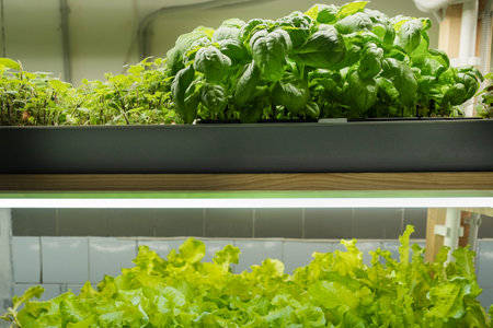 green leaves of lettuce grown on a microfarm using the agroponic method