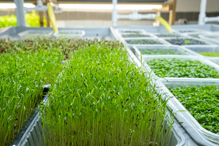 Urban microgreen farm. Eco-friendly small business. Baby leaves, phytolamp