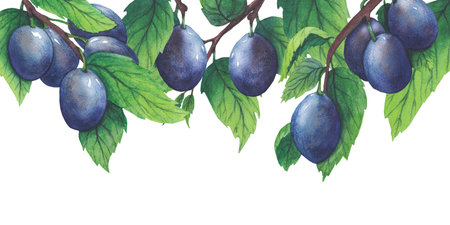 Set of watercolor plum tree branches with green leaves and fruits.の写真素材