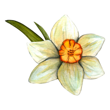 Watercolor flowers daffodil. Spring hand drawn illustration on white background for decor. Easter clipartの写真素材