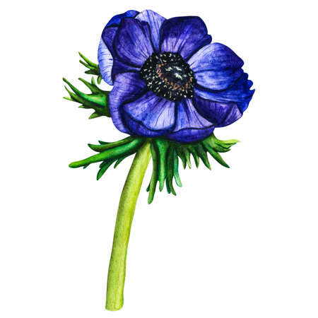 Hand drawn watercolor flowers violet anemone on white background. Spring floral botanical illustration isolated for greeting cards, wedding invitation, birthday and mothers day cards.の写真素材