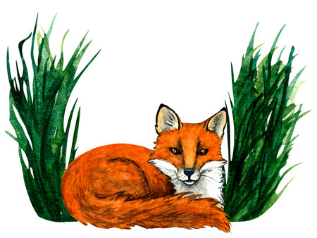 Watercolor fox on forest lawn scene. Woodland hand-painted animals illustration for kids design, postcards, poster and print. Clip art for nursery design.の写真素材