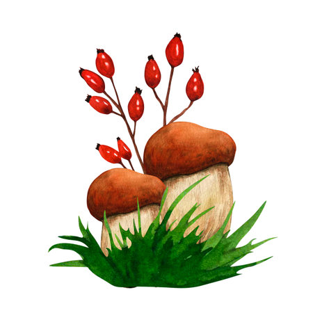 Watercolor hand drawn wild forest mushrooms porcini and rosehip. Nature forest lawn scene. Wild fern landscape element. Isolated eco natural food vegetables illustration on white backgroundの写真素材