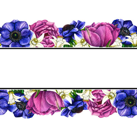 Watercolor seamless border flowers violet anemone and tulips, pink peony on white background. Spring floral botanical illustration isolated for greeting cards, birthday and mothers day cardsの写真素材