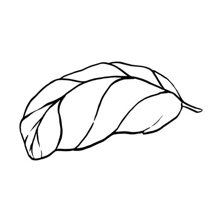 Hand drawn sketch black and white set of basil, leaf. Vector illustration. Elements in graphic style label, sticker, menu, package. Engraved style illustrationのイラスト素材