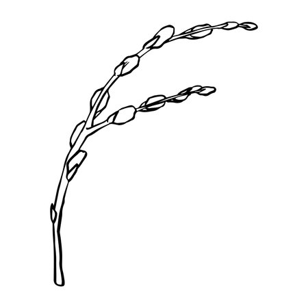 Black contour linear silhouette willow branches isolated on white background. Vector simple line graphic illustration spring plants. simple drawing plant element for the designのイラスト素材
