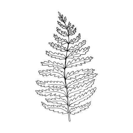Hand drawn fern vector illustration. Outline sketch leaves of ferns. Black silhouette isolated prints of leaves on the white backgroundのイラスト素材