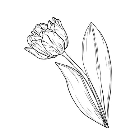 Tulip vector silhouette of beautiful spring flowers design. Trendy botanical elements. Hand drawn line leaves and blooming. Wedding elegant wildflowers for invitation save the date cardのイラスト素材