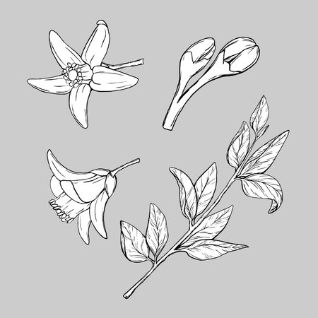 Branch Lemon with Flowers. Exotic plants design template. Graphic Vector illustration Citrus tree branch in line art style, sketch, chalkboard style. Isolated object EPS vectorのイラスト素材