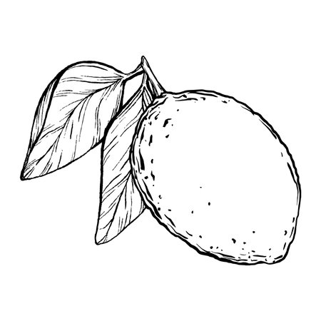 Vector juicy Lemon. Exotic plants design template. Graphic botanical illustration Citrus fruit in line art style, sketch, chalkboard style. Isolated object EPS vectorのイラスト素材