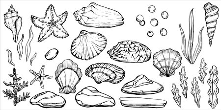 Seashells vector illustration big collection. Underwater Shells, algae and Starfish on outline style. Set Drawing of mollusk in simple linear style. Underwater world line art for design label postcardのイラスト素材