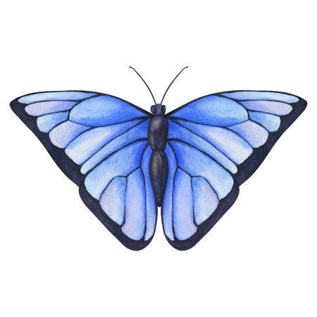 Watercolor Blue Butterfly isolated on transparent background. Hand draw Watercolor illustration Blue...
