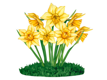 Yellow watercolor flowers on green meadow. Watercolor hand drawn floral illustration of a meadow with flowers daffodils. Meadow on a summer day. Floral decor for greeting cards, weddings, birthdaysの写真素材