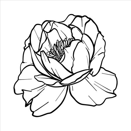 Peony vector flower illustration. Plant drawing in line art style. flower sketch painted by black inks. Graphics hand drawn outline element. Floral Line Artのイラスト素材