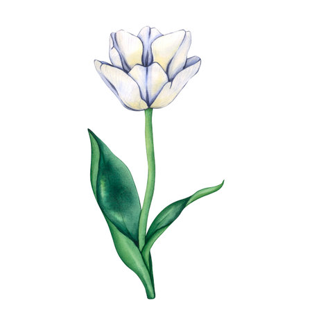 Watercolor hand drawn illustration of tulip. White tulip isolated on a white background. Spring garden flowers in Vintage style. Floral decor for greeting cards, weddings, birthdaysの写真素材